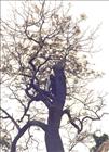 1977 MJT and Kestrel tree