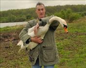 2010 AGH and Mute Swan