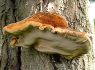 Piptoporus Betulinus