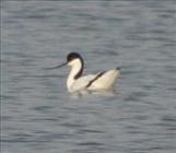 Avocet