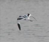 Avocet