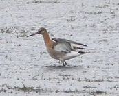 Black-tailed Godwit