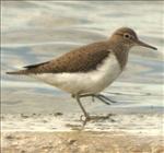 Common Sandpiper