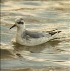 Grey Phalarope