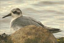 Grey Phalarope