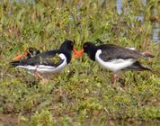 Oystercatcher