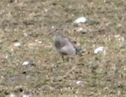 Pectoral Sandpiper