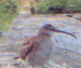 Whimbrel