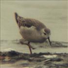 Wilson's Phalarope