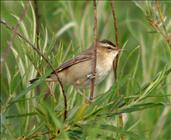 Sedge Warbler