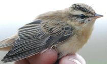 Sedge Warbler