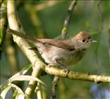 Blackcap