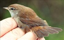 Cetti's Warbler