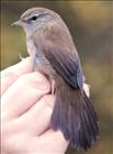 Cetti's Warbler