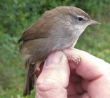 Cetti's Warbler