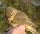 Chiffchaff