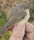 Chiffchaff ssp Tristis