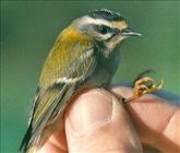 Firecrest