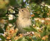 Garden Warbler