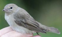 Garden Warbler