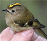 Goldcrest