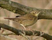 Grasshopper Warbler