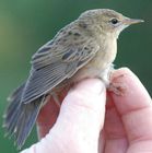 Grasshopper Warbler