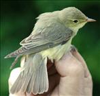 Icterine Warbler