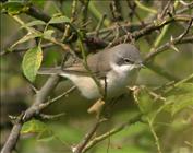 Lesser Whitethroat