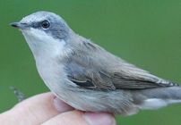 Lesser Whitethroat