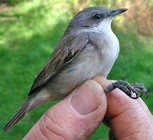 Lesser Whitethroat