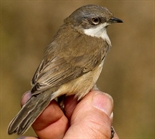 Siberian Lesser Whitethroat