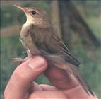 Marsh Warbler