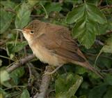 Reed Warbler