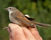 Whitethroat