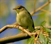 Willow Warbler