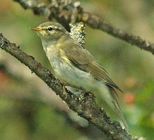 Willow Warbler