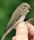 Willow Warbler ssp Acredula