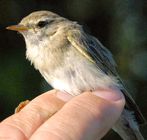 Willow Warbler ssp Acredula