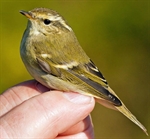 Yellow-browed Warbler