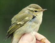 Yellow-browed Warbler